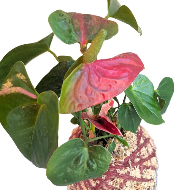 Indoor Plant Kokedamas NZ |Always Alive