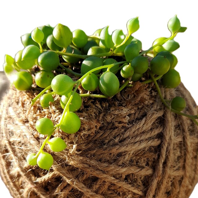 Succulent Kokedamas NZ|Always Alive