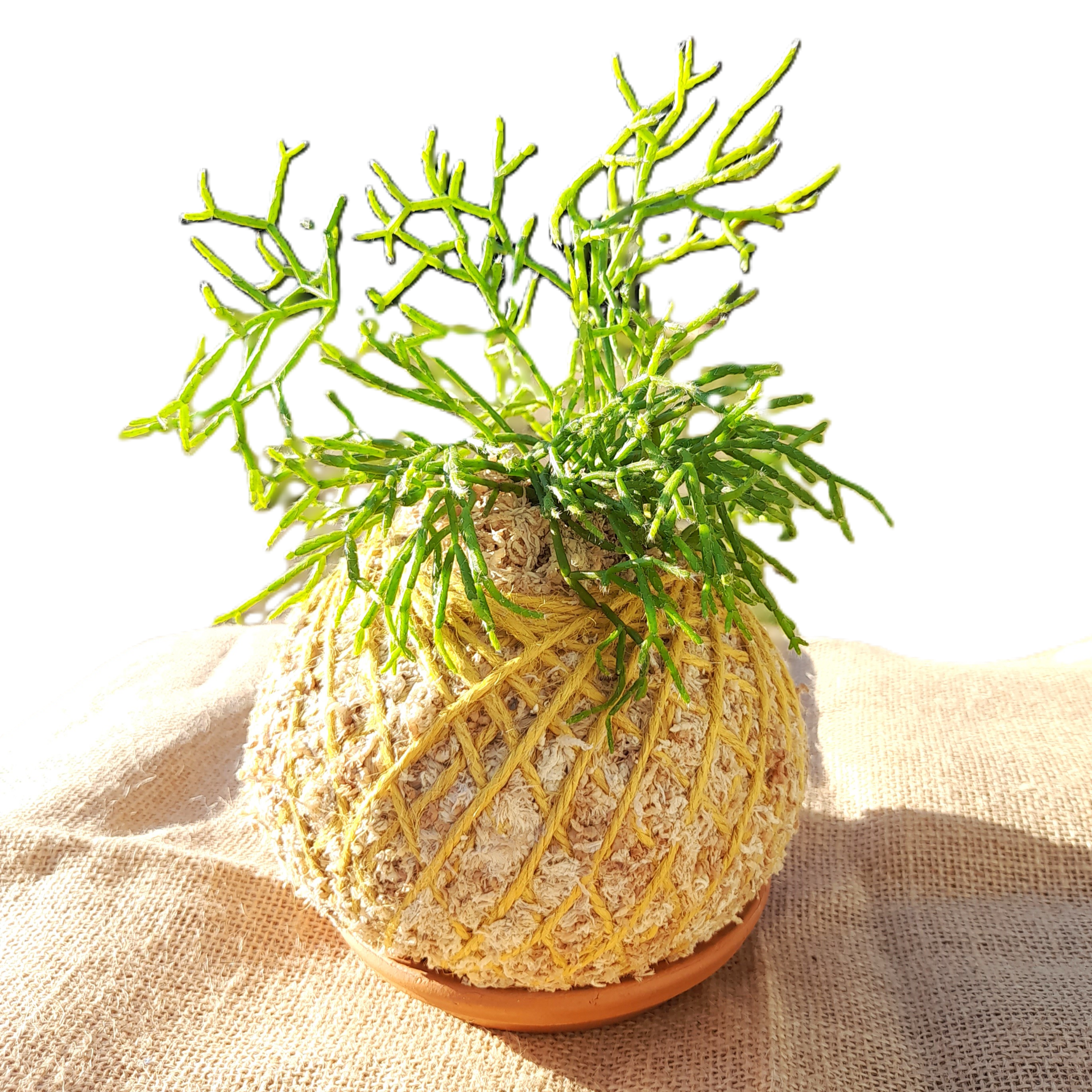 Hatiora - Kokedama