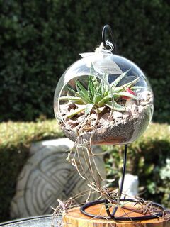 Green Haven Large Hanging Terrarium – Stylish Indoor Succulent
