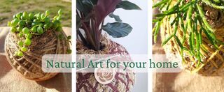 Kokedama Plants NZ – Handmade Moss Balls | Always Alive