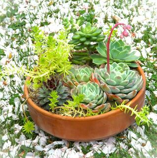 Large-Sized Pot with Hardy Succulents
