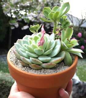 Medium-Sized Pot with Hardy Succulents