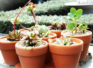 Event favours - Succulent in terracotta pot