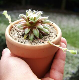 Succulent in a small terracotta pot