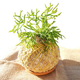 Hatiora - Kokedama