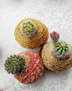 Small cactus assorted - Kokedama