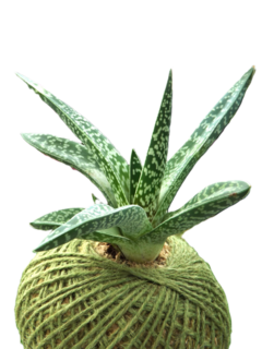 Aloe variegata - Kokedama