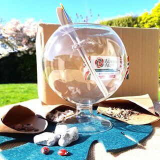 DIY Open Terrarium Kit – Medium Glass Bowl I  Fun & Easy Setup