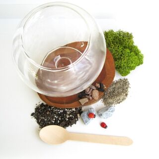 DIY Terrarium Kit – Medium Glass Bowl, Indoor Succulent Plants I Fun Craft