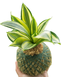 Snake Plant - Sansevieria trifasciata Golden Hahnii -  Kokedama
