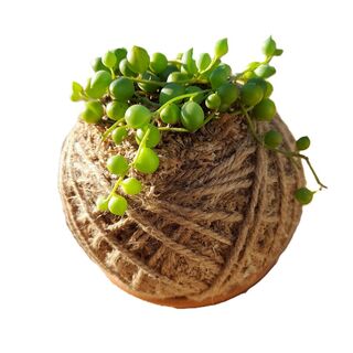 String of Pearls Kokedama