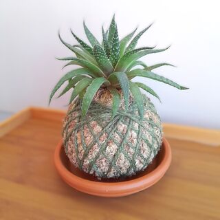 Lace Aloe - Small kokedama