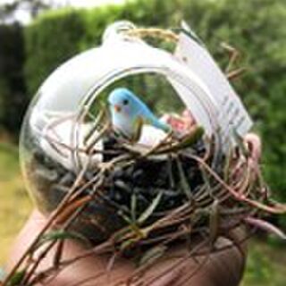 Small Glass Hanging Terrarium: Indoor Hanger Plant with Cute Accents