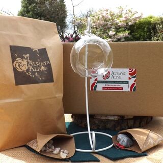 DIY Hanging Terrarium Kit – Small Glass, Stones & Iron Stand
