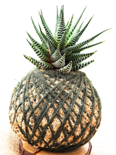 Zebra cactus - Small Kokedama