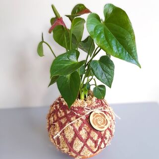 Anthurium Kokedama - Medium Size Indoor Plant - Air Purifier