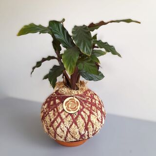 Cathalea Rufibarba Kokedama –Elegant Indoor Plant Decor