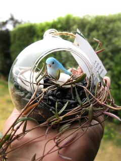 How to Care for Your Succulent Terrarium: Essential Tips