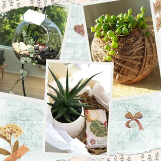 Plant-Inspired Gift Ideas NZ: Terrariums, Kokedamas and Creative Green Gifts