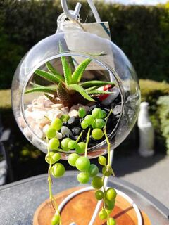 Oasis Hanging Terrarium – Medium, Indoor Succulent, Easy Care